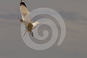 Seagull in flight: Free as a bird