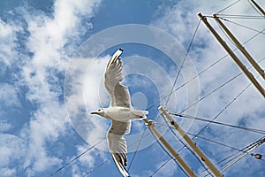 Seagull in flight in front of blue sky past sail masts