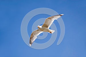 Seagull in flight in front of blue sky
