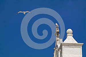 Seagull Flight - Gallipoli - Italy