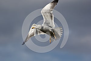 Seagull in flight. Gull flying against plain sky background.