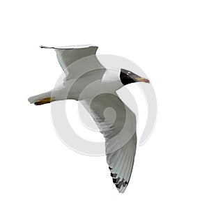 Seagull in flight isolated