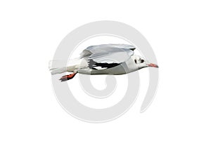Seagull in flight isolated
