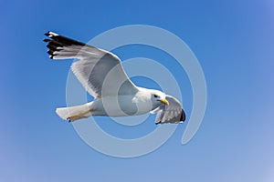 Seagull in flight