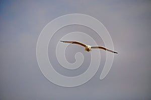 Seagull in flight