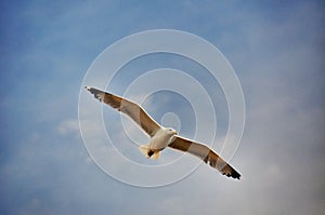 Seagull in flight