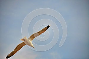 Seagull in flight