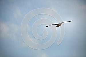 Seagull in flight