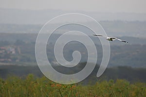 Seagull flight - Lake Naivasha (Kenya, Africa)