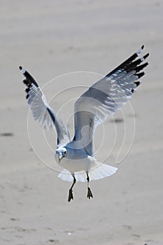 Seagull in Flight