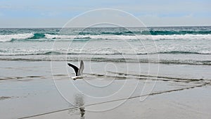 Seagull in flight low over the sand on the beach