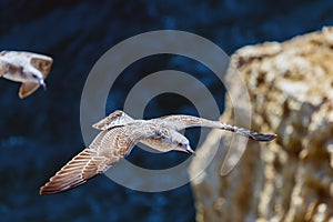 Seagull in flight in nature