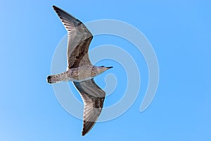 Seagull in flight in nature