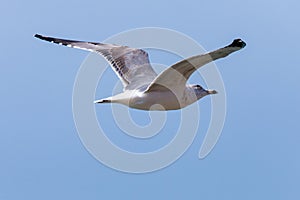 Seagull in flight in nature