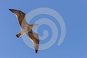Seagull in flight in nature