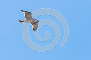 Seagull in flight in nature