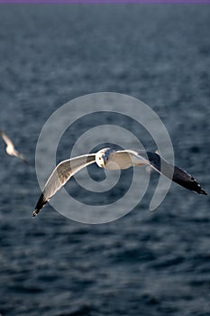 seagull in flight near the ferry