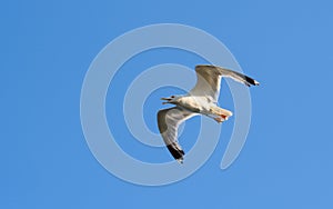 A seagull in flight with an open beak against the background of a clear sky