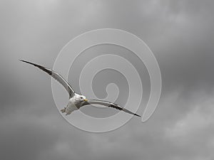 Seagull in flight with open wings with very cloudy sky