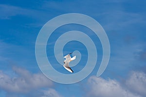 Seagull in flight over the beach in Cuxhaven, Germany. Flying white bird in the air on the blue sky