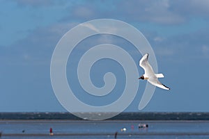 Seagull in flight over the beach in Cuxhaven, Germany. Flying white bird in the air on the blue sky