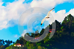 Seagull in flight over a green hill in cloudy blue sky