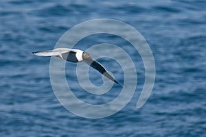 Seagull in flight over the ocean, hunting for prey