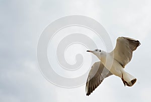 Seagull in flight over the sea photo