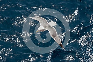 Seagull in flight over the sea in Greece.