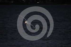 A White Egret Soaring in Flight over the Sea