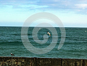 Seagull in flight over water, bird