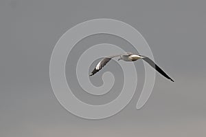 Seagull flight rear - Naivasha (Kenya, Africa)