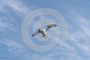 Seagull in flight with room for copy