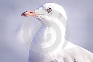 Seagull Flight, Sea Bird Flying Through Blue Sky Blue sea white bright tone nature