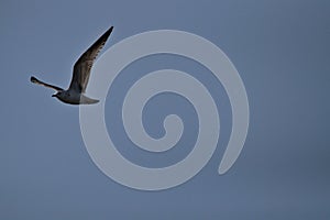 A Seagull in flight