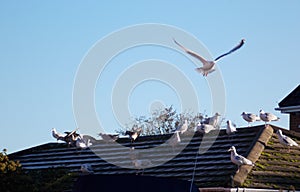 Seagull in flight, seagulls on a frost covered roof on a winter morning
