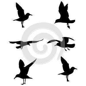 seagull flight silhouette set