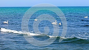 Seagull in flight in the sky