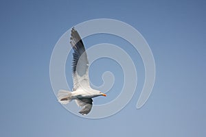 Seagull flight