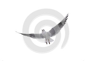 Seagull in flight with spread wings isolated on white background