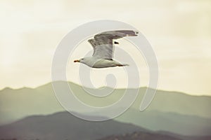Seagull in flight with spread wings at sunset. Summer by the sea. Mountain in the background
