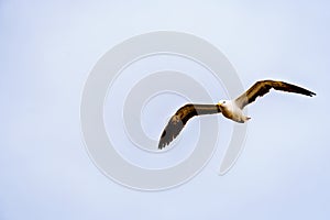 Seagull in flight at Strandfontein beach on Baden Powell Drive between Macassar and Muizenberg near Cape Town