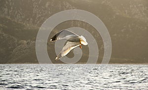 Seagull in flight in sunset