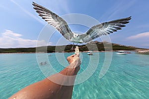 Seagull in flight, swooping towards food held in a person`s hand