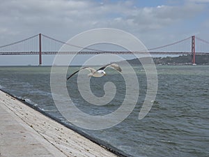 Seagull in flight on the Tagus river