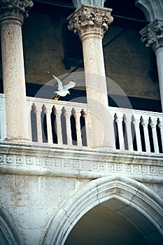 A seagull in flight in venice