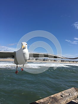 Seagull in flight at Venice beach pier