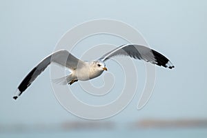 Seagull in flight