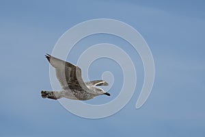 Seagull in flight with wings spread out