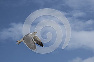 Seagull in flight with wings spread out